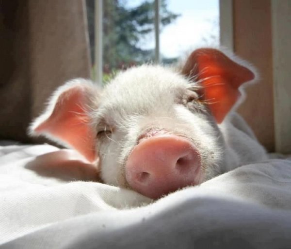 almatlansag kezelese