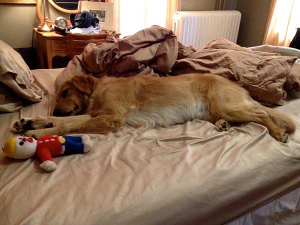 alvás állatokkal nagyoncuki