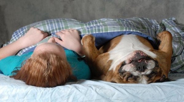 Alvás állatokkal - a kutatók szerint ellenjavallt