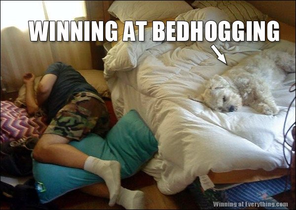 alvás kutyával - nem mindig jó a vége